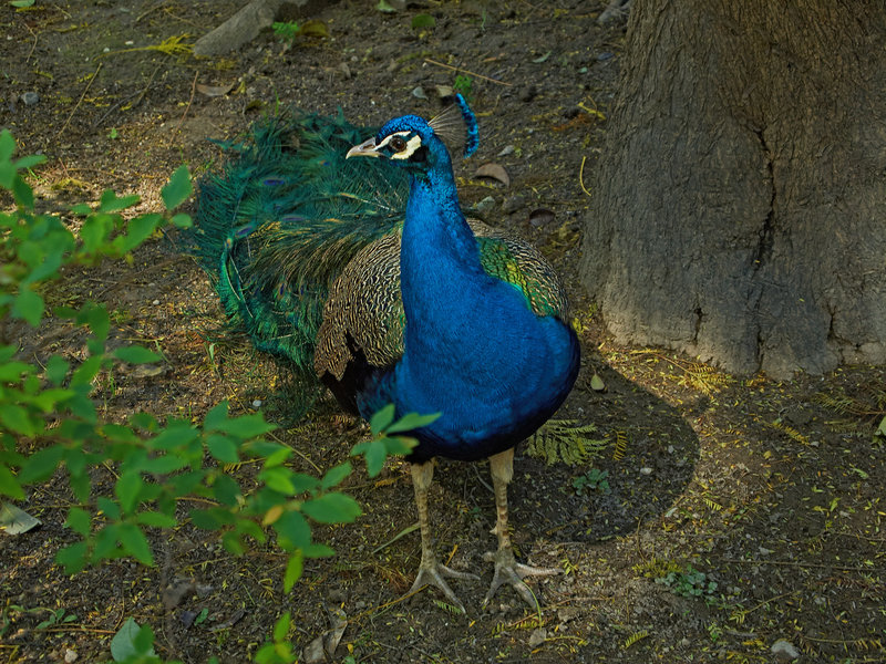 Sevilla, Alcazar, Peacock